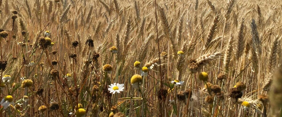 A wheat field with wildflowers and trees in the background.