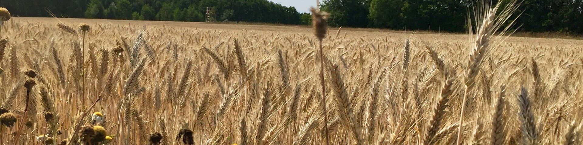 A wheat field with wildflowers and trees in the background.