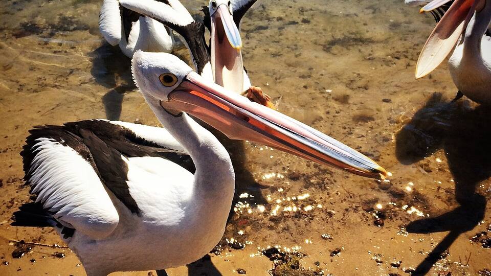 A pelican with an open beak, standing in shallow water.