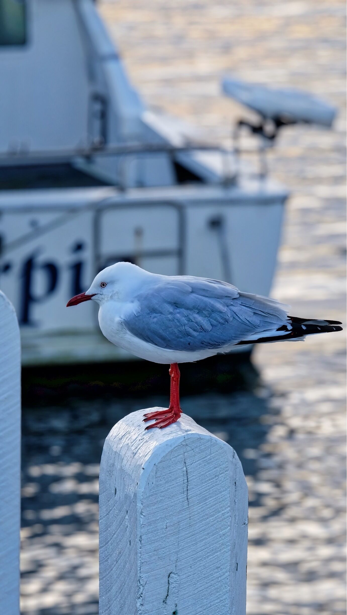 This jetty is just before the bridge crossing to Phillip Island. Great place to watch the feeding of Pelicans everyday at noon.

I arrived way too early as I wanted to catch the sunrise and hence only encountered loads of seagulls :)