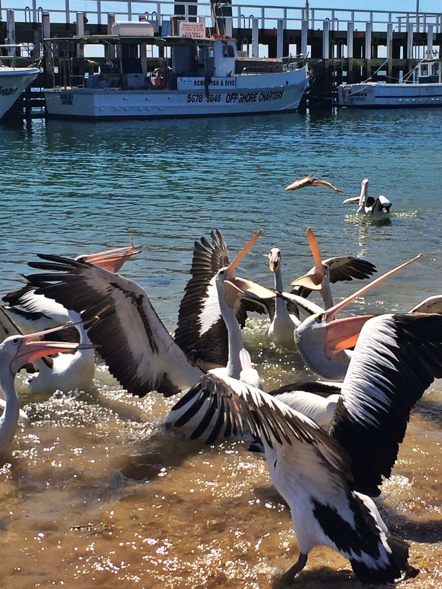 Every day around midday, it is pelican feeding time. Head down to the fisheries collective and you'll see these guys in action! If you're lucky, you'll even see some rays in the water. #sanremo #pelicanfeeding #phillipisland #australia