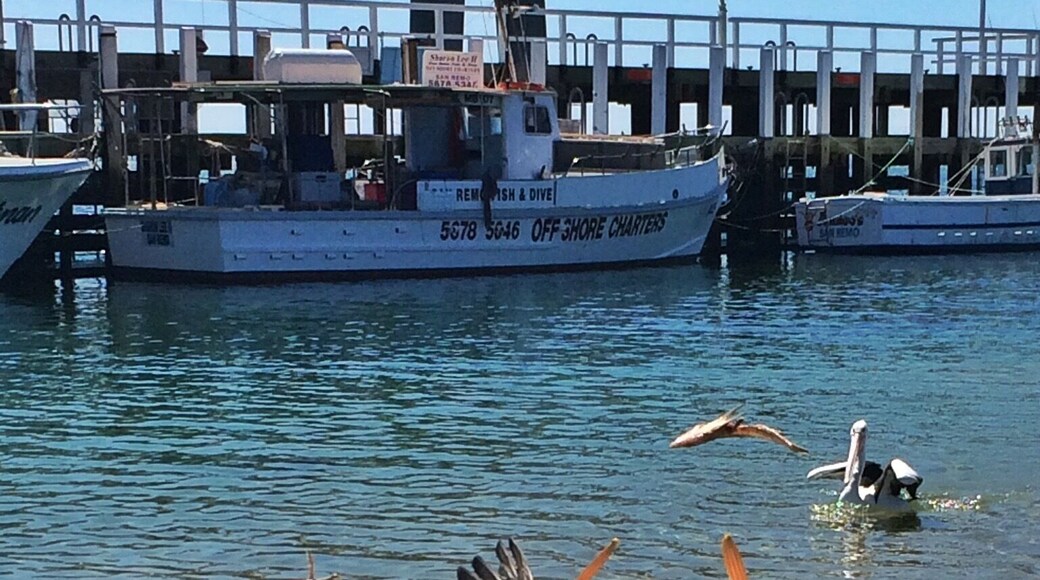 Every day around midday, it is pelican feeding time. Head down to the fisheries collective and you'll see these guys in action! If you're lucky, you'll even see some rays in the water. #sanremo #pelicanfeeding #phillipisland #australia