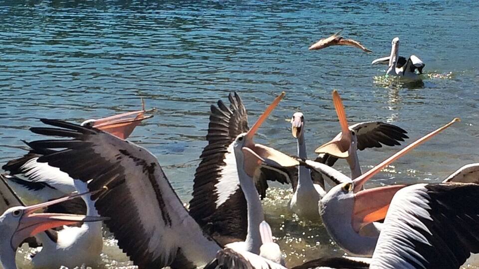 A group of pelicans near a dock with boats in the background.