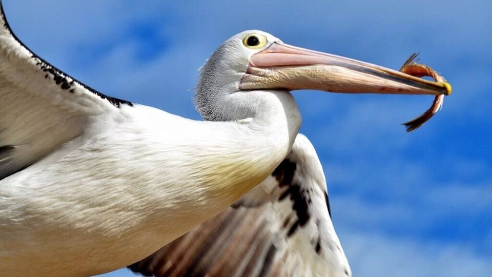 A pelican with its wings spread wide, holding a fish in its beak.