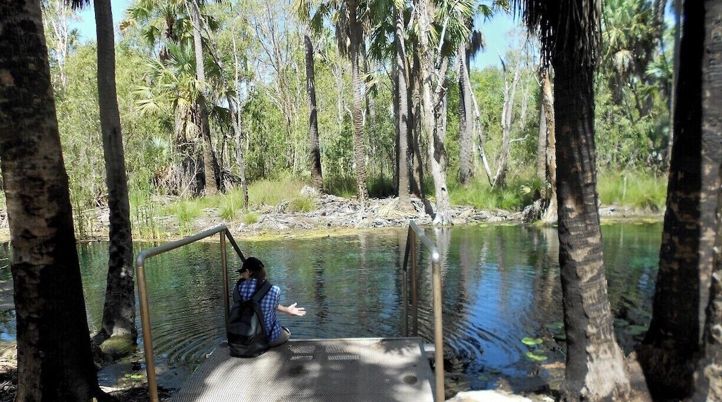 Mataranka has a thermal pool which looks like a swimming pool. However, a bit further down is Bitter Springs. It's a gorgeous natural pool where you can swim and snorkel. It looks so tropical and you feel like you're in the middle of nowhere. You can also follow the stream for about 100m and climb out via a ladder. Bring a mask for the best experience!