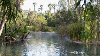 The Rainbow Springs and Thermal Pool sector of the Park are a major attraction for visitors.temperature of 34 degrees celcius is then contained in a relaxing swimming pool surrounded by a palm forest.