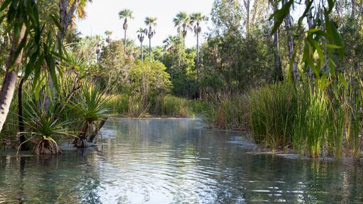 The Rainbow Springs and Thermal Pool sector of the Park are a major attraction for visitors.temperature of 34 degrees celcius is then contained in a relaxing swimming pool surrounded by a palm forest.