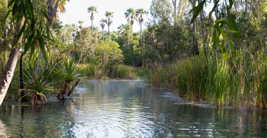 The Rainbow Springs and Thermal Pool sector of the Park are a major attraction for visitors.temperature of 34 degrees celcius is then contained in a relaxing swimming pool surrounded by a palm forest.