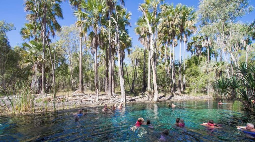"Bitter Springs" in Elsey National Park at Mataranka. Lovely thermal spring. The current flows from left to right, you float down, walk back, then repeat. Bring a noodle or floatation device as it's too deep to stand