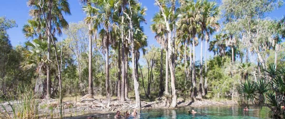 A clear pool surrounded by tall palm trees and dense vegetation.