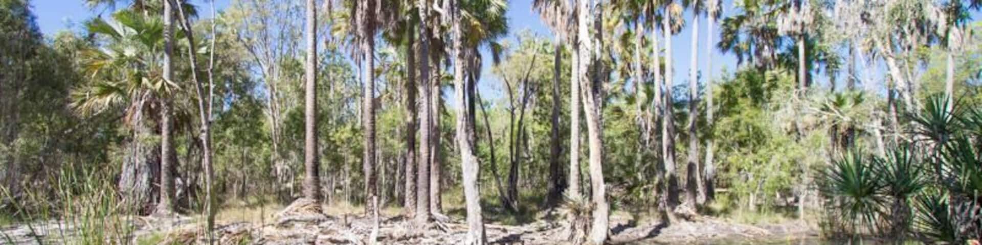 A clear pool surrounded by tall palm trees and dense vegetation.