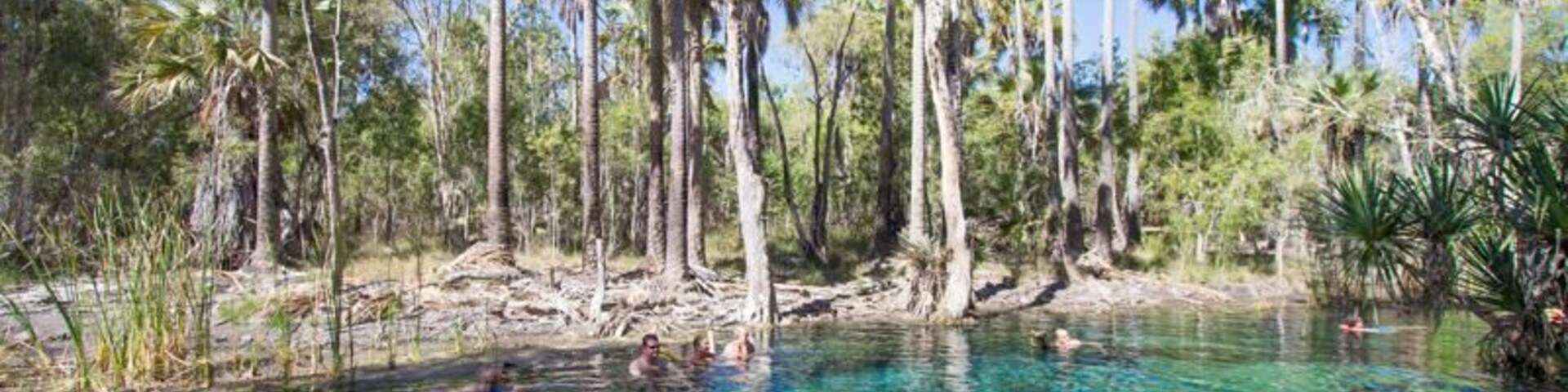 Una piscina cristalina rodeada de altas palmeras y vegetación exuberante.