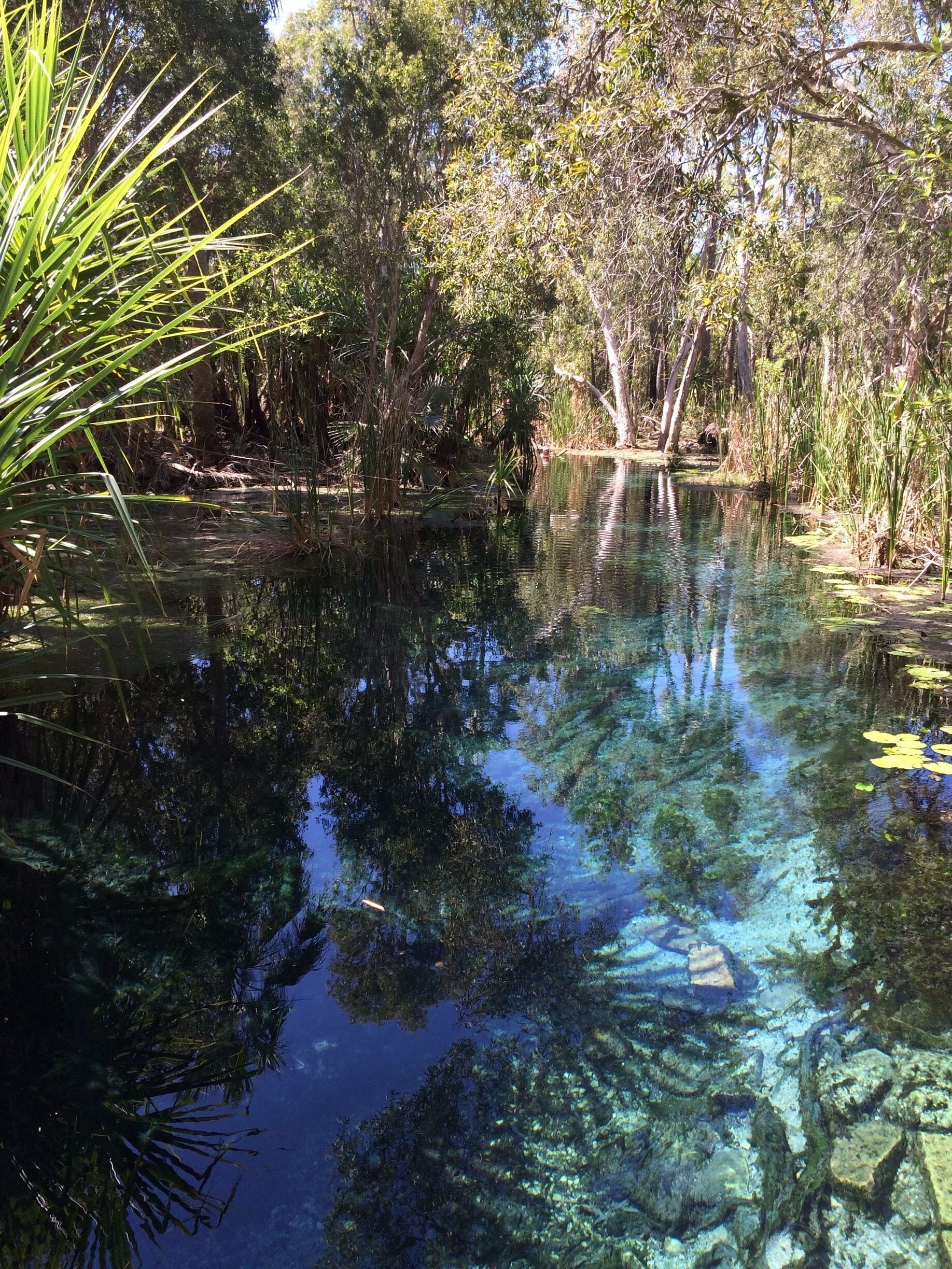 "Crystal Clear"
Bitter Springs Thermal Pools are just south of  Mataranka and Katherine in the Northern Territory of #Australia.
I enjoyed swimming and floating in the spring fed waters, amid palms and tropical woodlands.
Elsey #NationalPark
#Outdoors
#Green