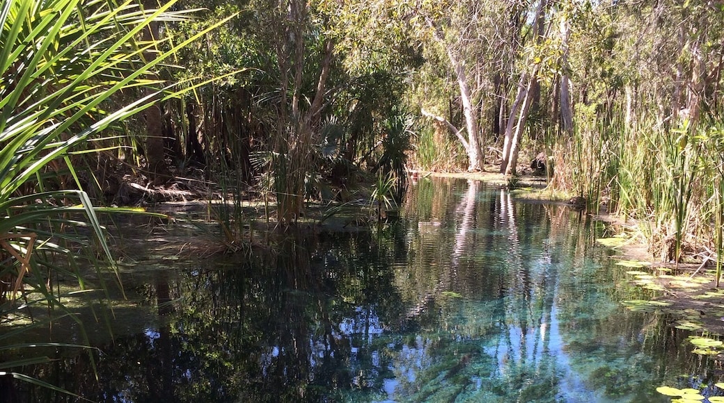 "Crystal Clear"
Bitter Springs Thermal Pools are just south of Mataranka and Katherine in the Northern Territory of #Australia.
I enjoyed swimming and floating in the spring fed waters, amid palms and tropical woodlands.
Elsey #NationalPark
#Outdoors
#Green
