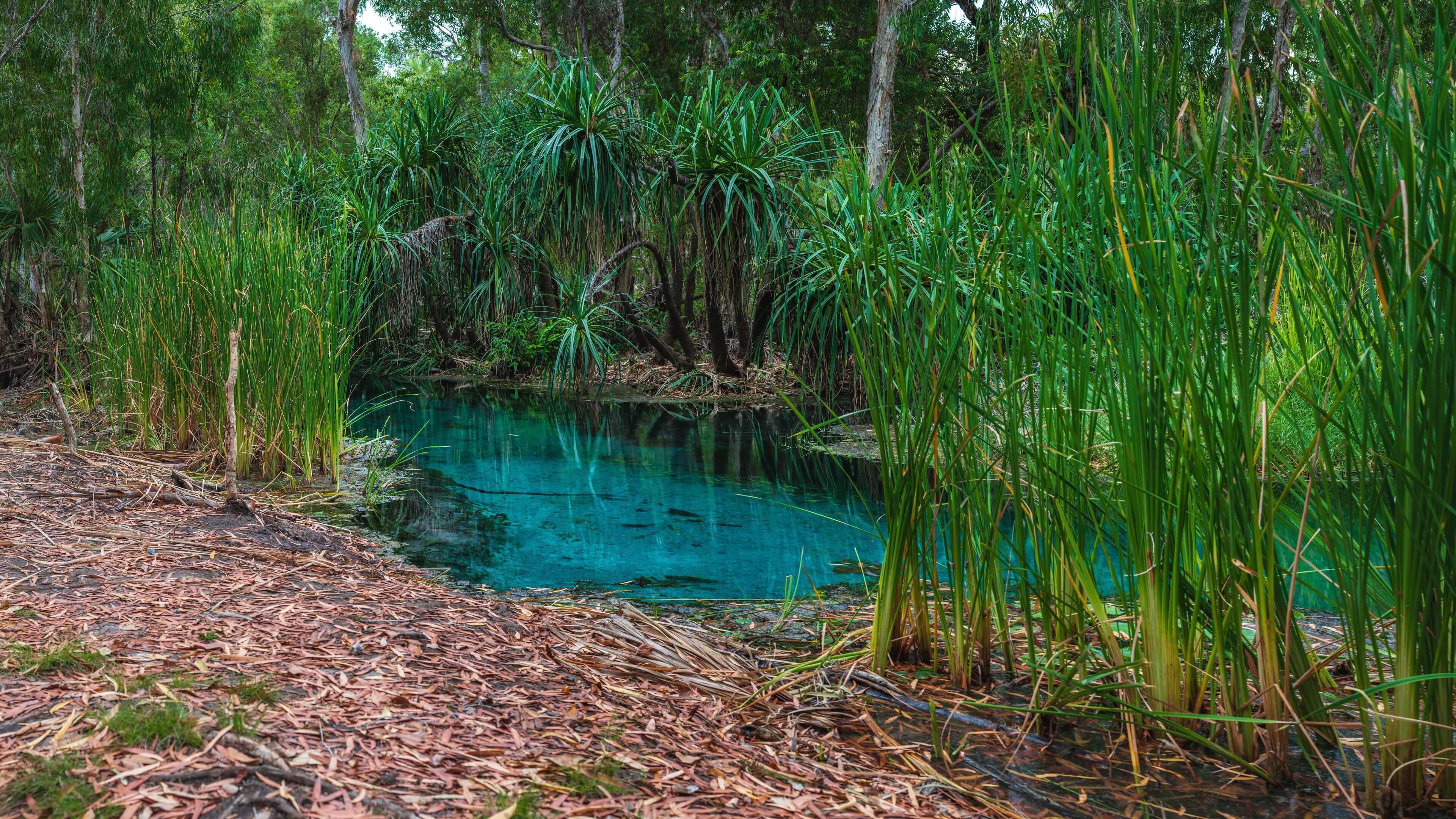 A clear blue pond surrounded by dense green foliage and trees.