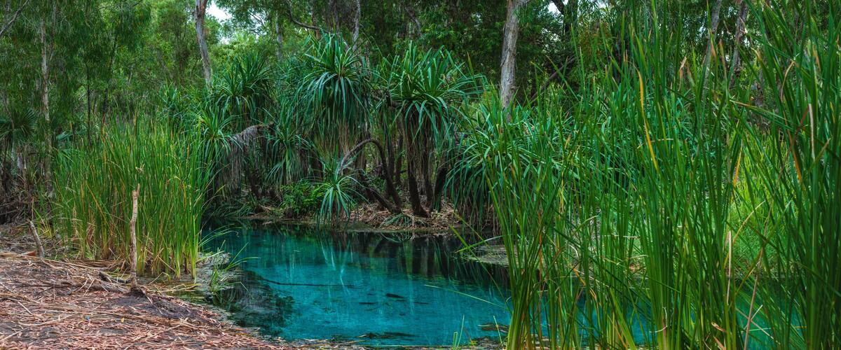 A clear blue pond surrounded by dense green foliage and trees.