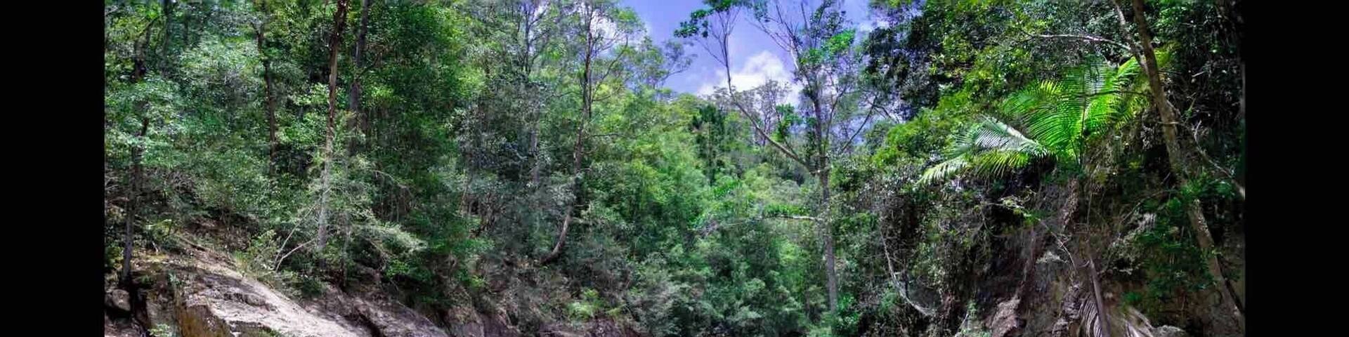 A clear, rocky stream surrounded by dense forest.