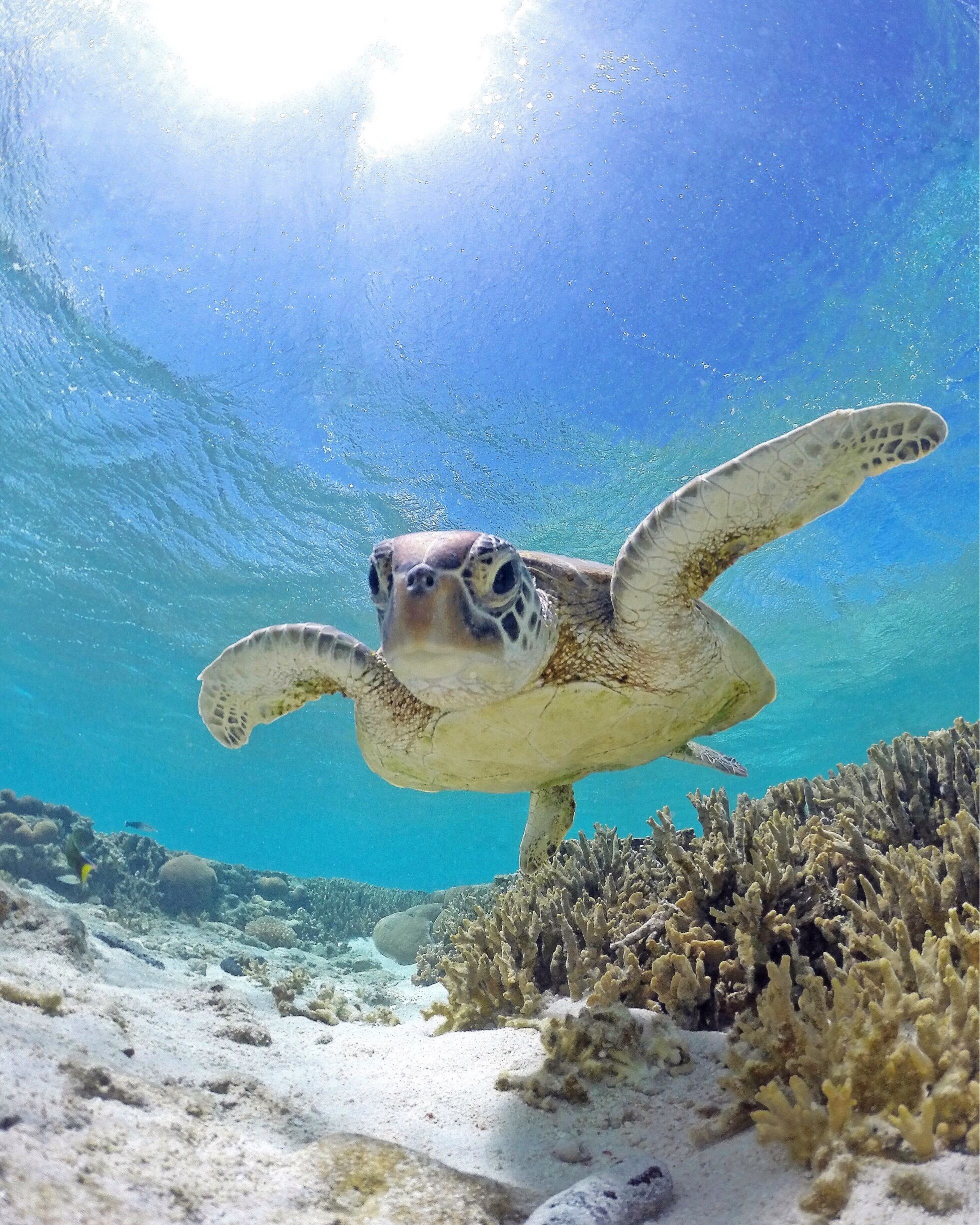 Een zeeschildpad zwemt onder water, omgeven door helderblauw water en koraalriffen.