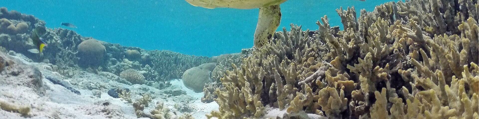 A sea turtle swimming underwater with clear blue water and coral reefs.