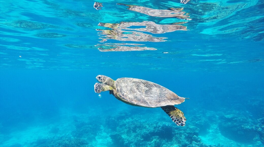 Snorkelling with a Hawksbill Turtle