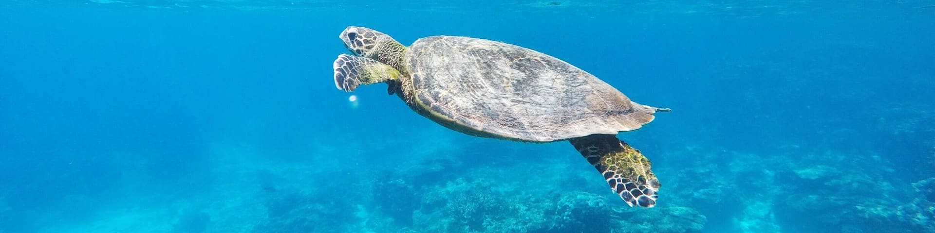 Snorkelling with a Hawksbill Turtle