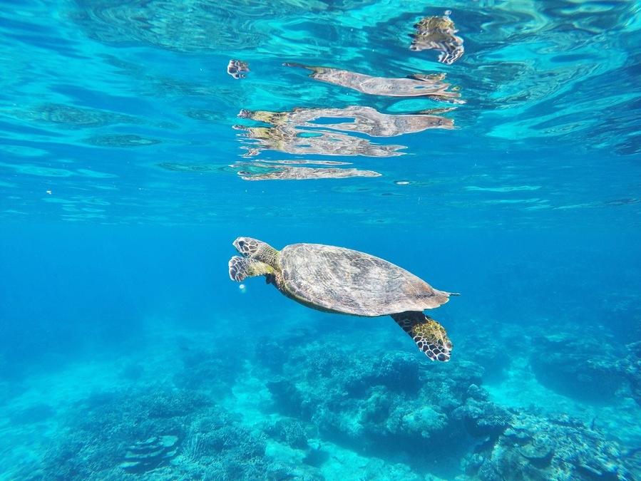Snorkelling with a Hawksbill Turtle