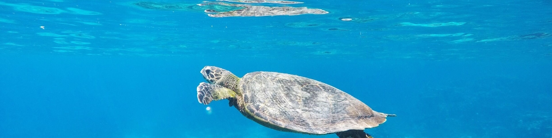 Snorkelling with a Hawksbill Turtle