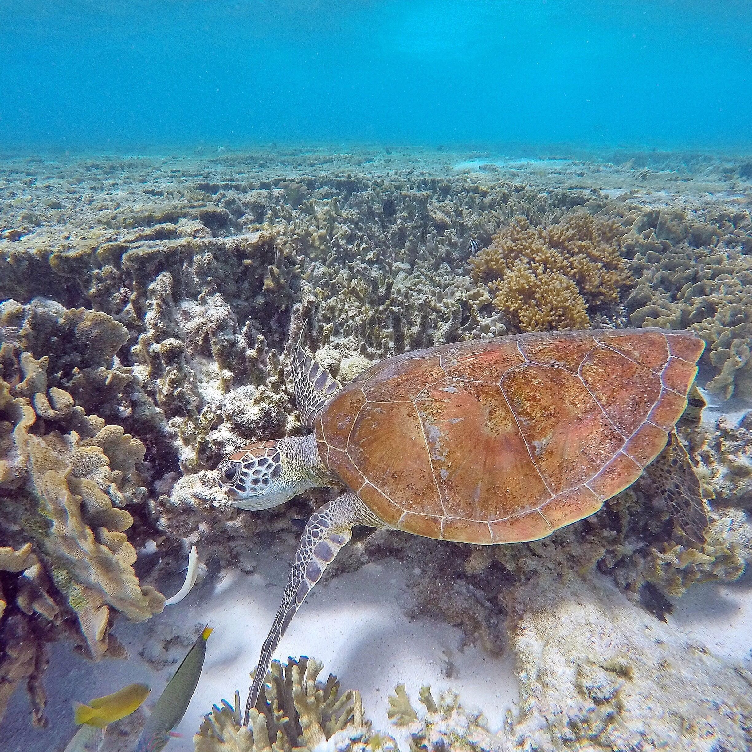 A sea turtle swimming near coral reefs.