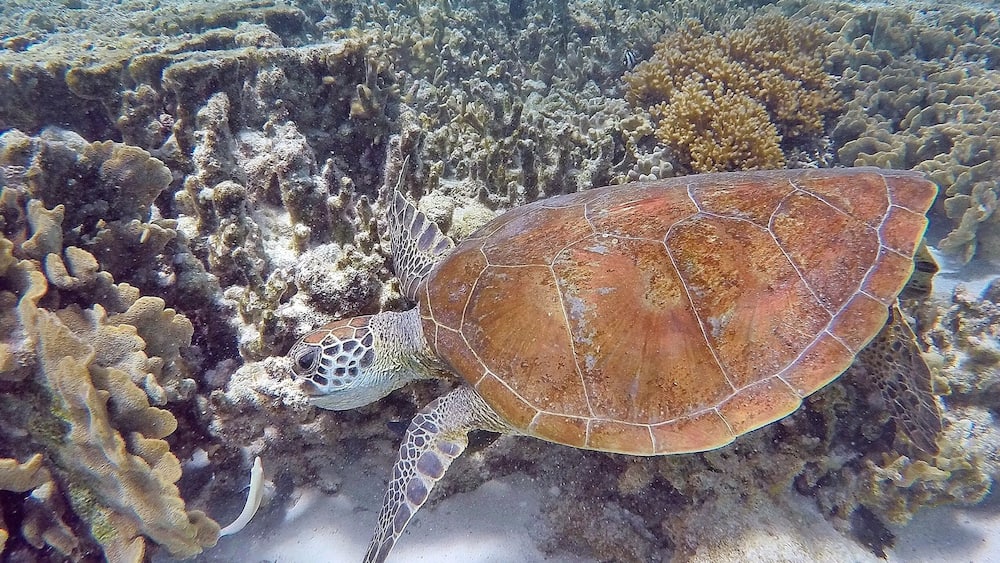 Una tortuga marina nadando cerca de arrecifes de coral.
