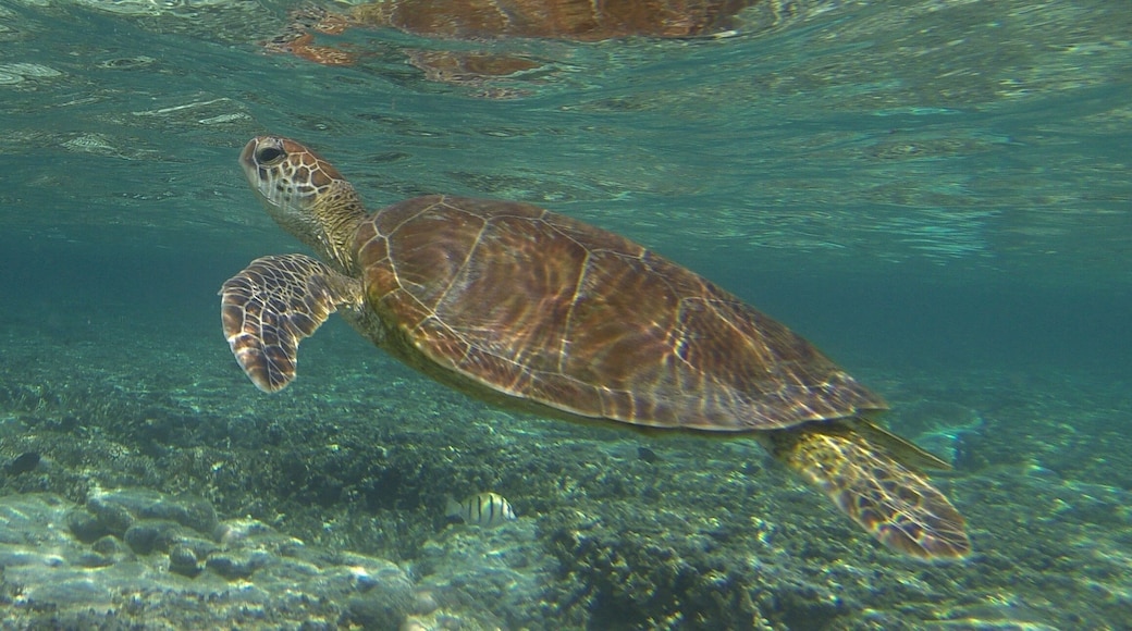 Friendly turtle in the reef at Lady Elliot Island