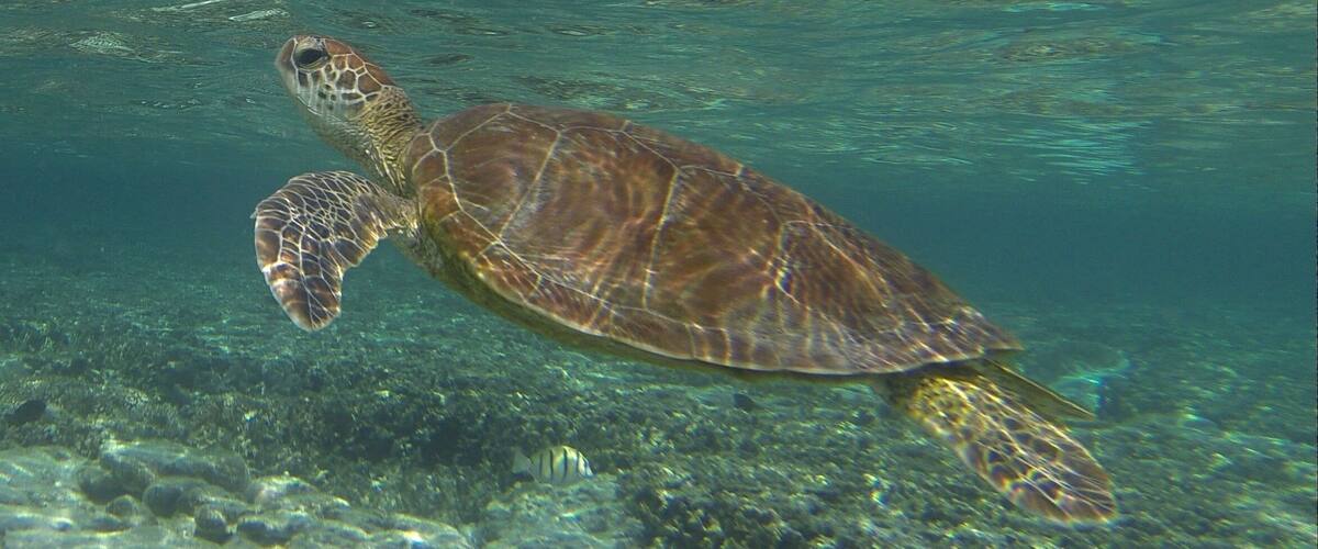 Friendly turtle in the reef at Lady Elliot Island