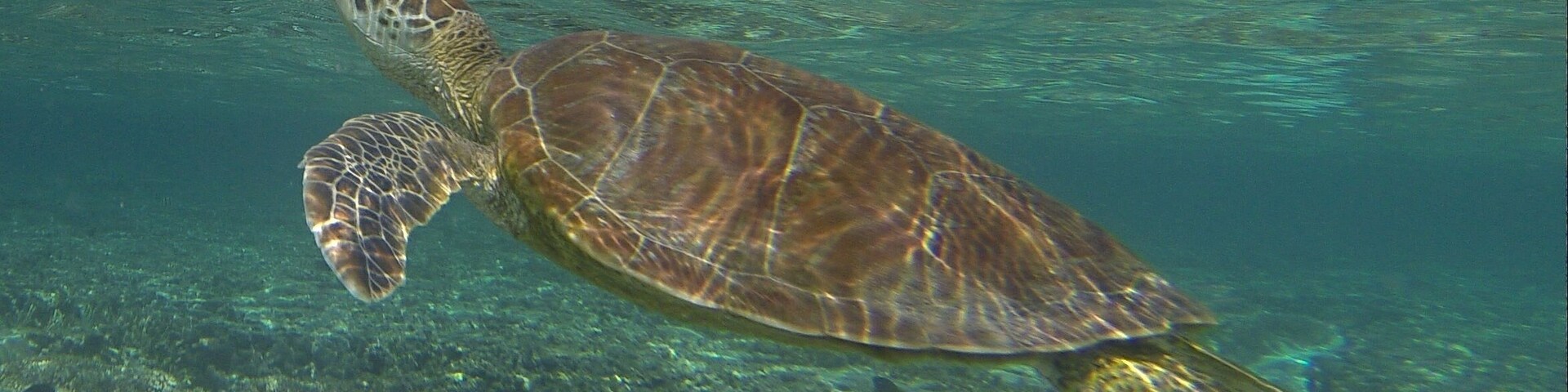 Friendly turtle in the reef at Lady Elliot Island