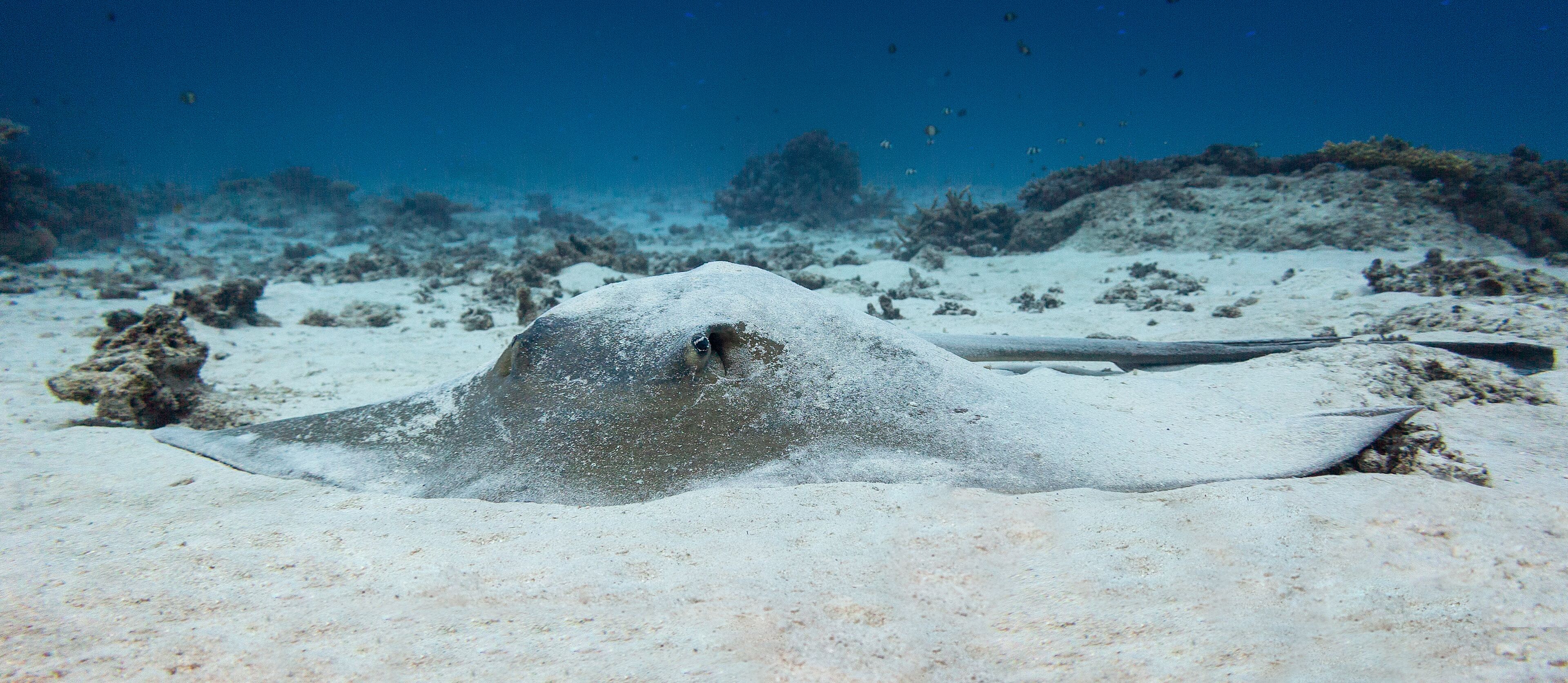 Bull ray sitting in the sand at the bottom of the coral reef of Lady Elliot Island. 