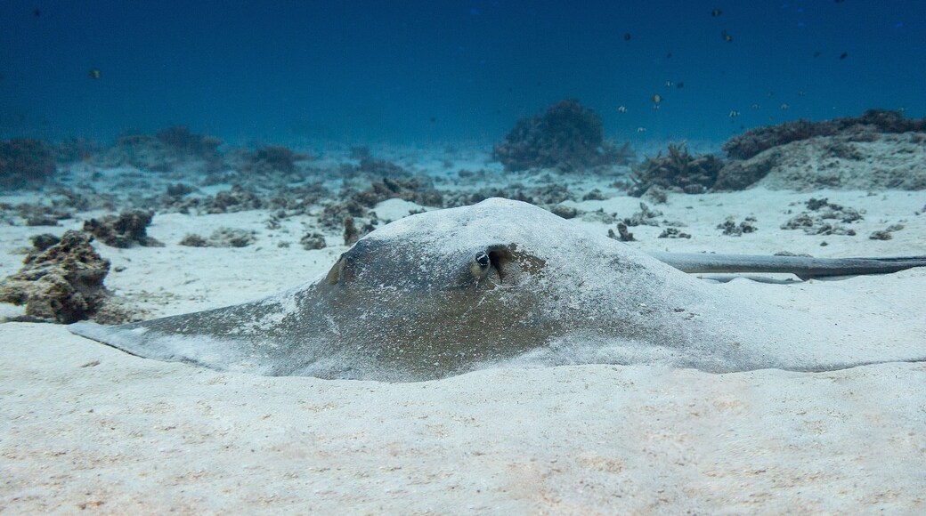 Bull ray sitting in the sand at the bottom of the coral reef of Lady Elliot Island.