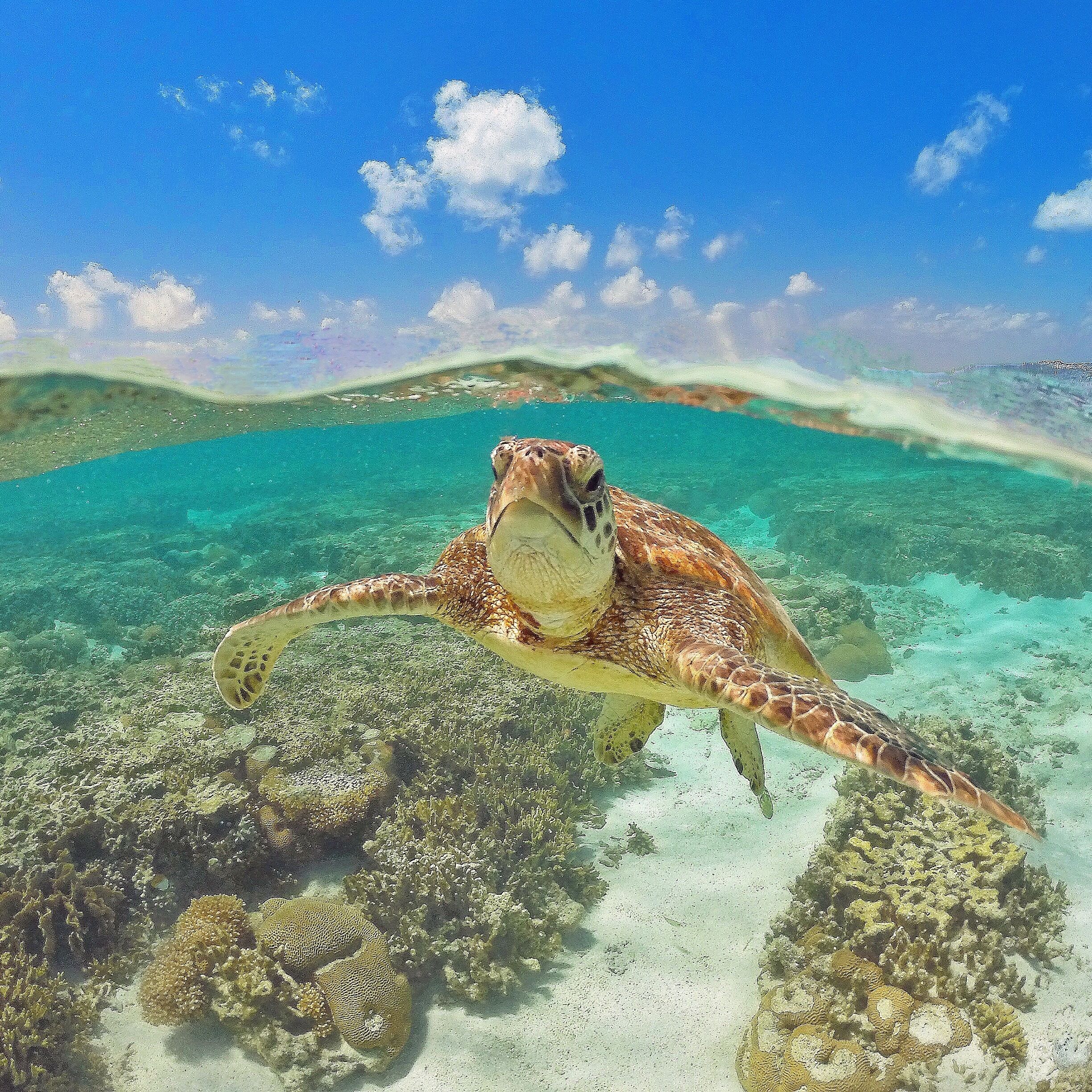Swimming with the incredibly friendly turtles in the @ladyelliotislandecoresort lagoon is an amazing experience! There's so many turtles living around the lagoon, if you're lucky you'll even get some that follow you around like this little guy! ☀️🐢🐠🐟🌴😀
#visitbundaberg #southerngreatbarrierreef #ladyelliotisland #GoProANZ #thisisqueensland #seeaustralia 