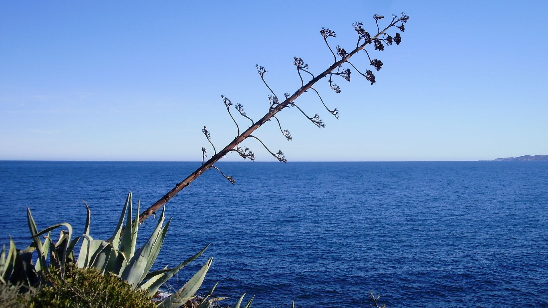 A coastal landscape with a clear blue sky, a body of water, and a plant with long leaves and small flowers.