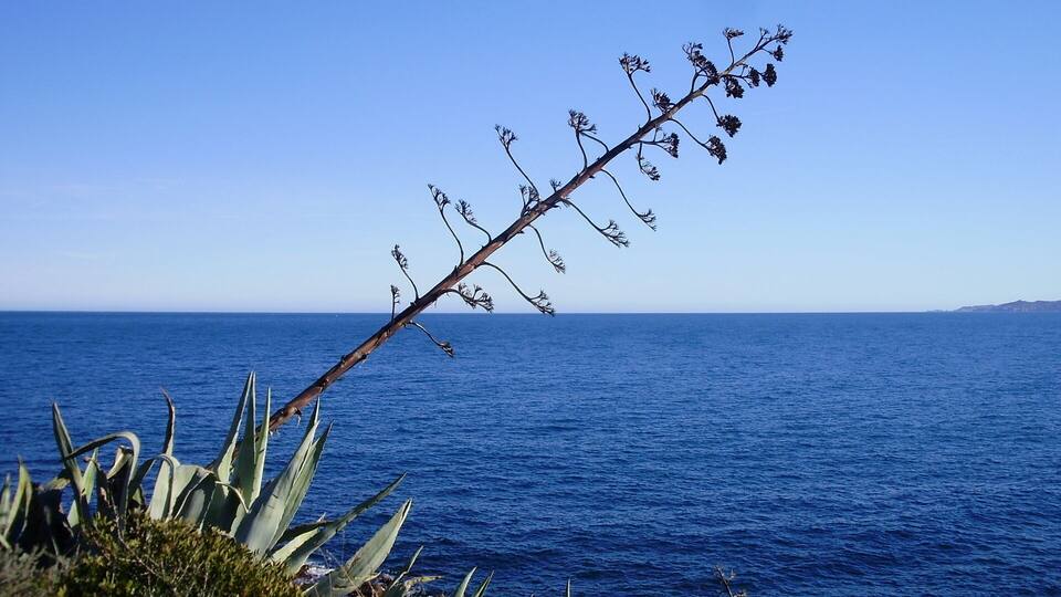 A coastal landscape with a clear blue sky, a body of water, and a plant with long leaves and small flowers.