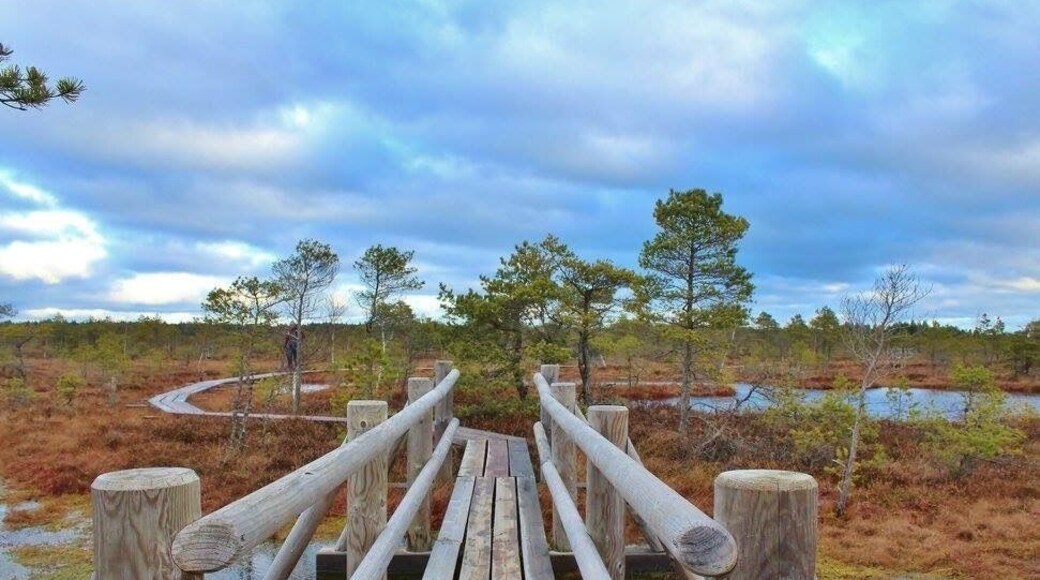Moorwanderung durch den Kemeri-Nationalpark. Ein toller Tagesausflug von Riga!
Bogwalk through Kemeri Nationalparc. A nice daytrip from Riga!