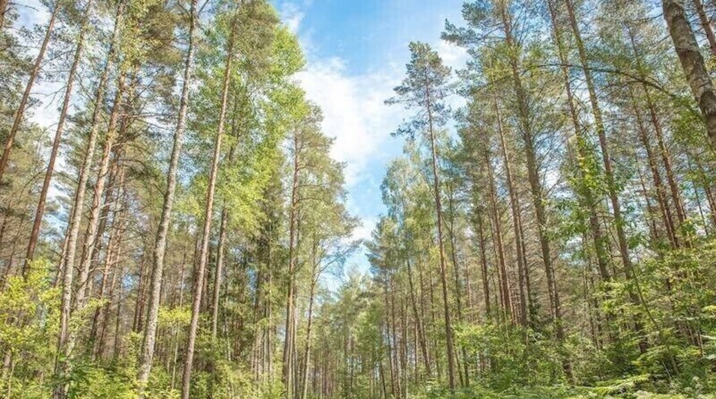 Riga is a great destination for solo female travelers; extremely walkable with loads to do in the city and via day trip. You can make use of their effective transport system to visit places like Kemeri National Park, shown here. Within the park are loads of hikes, and you'll heartbeat will instantly slow as you walk among the trees, swamps and birds. Recommendation: don't miss the gorgeous Sloka Lake!