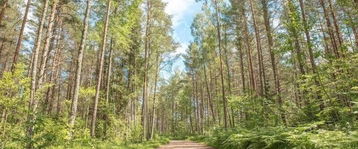 Riga is a great destination for solo female travelers; extremely walkable with loads to do in the city and via day trip. You can make use of their effective transport system to visit places like Kemeri National Park, shown here. Within the park are loads of hikes, and you'll heartbeat will instantly slow as you walk among the trees, swamps and birds. Recommendation: don't miss the gorgeous Sloka Lake!