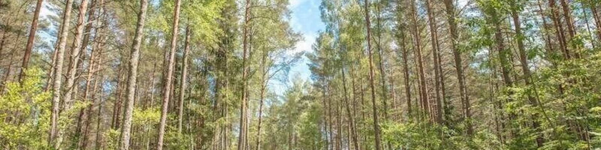 Riga is a great destination for solo female travelers; extremely walkable with loads to do in the city and via day trip. You can make use of their effective transport system to visit places like Kemeri National Park, shown here. Within the park are loads of hikes, and you'll heartbeat will instantly slow as you walk among the trees, swamps and birds. Recommendation: don't miss the gorgeous Sloka Lake!