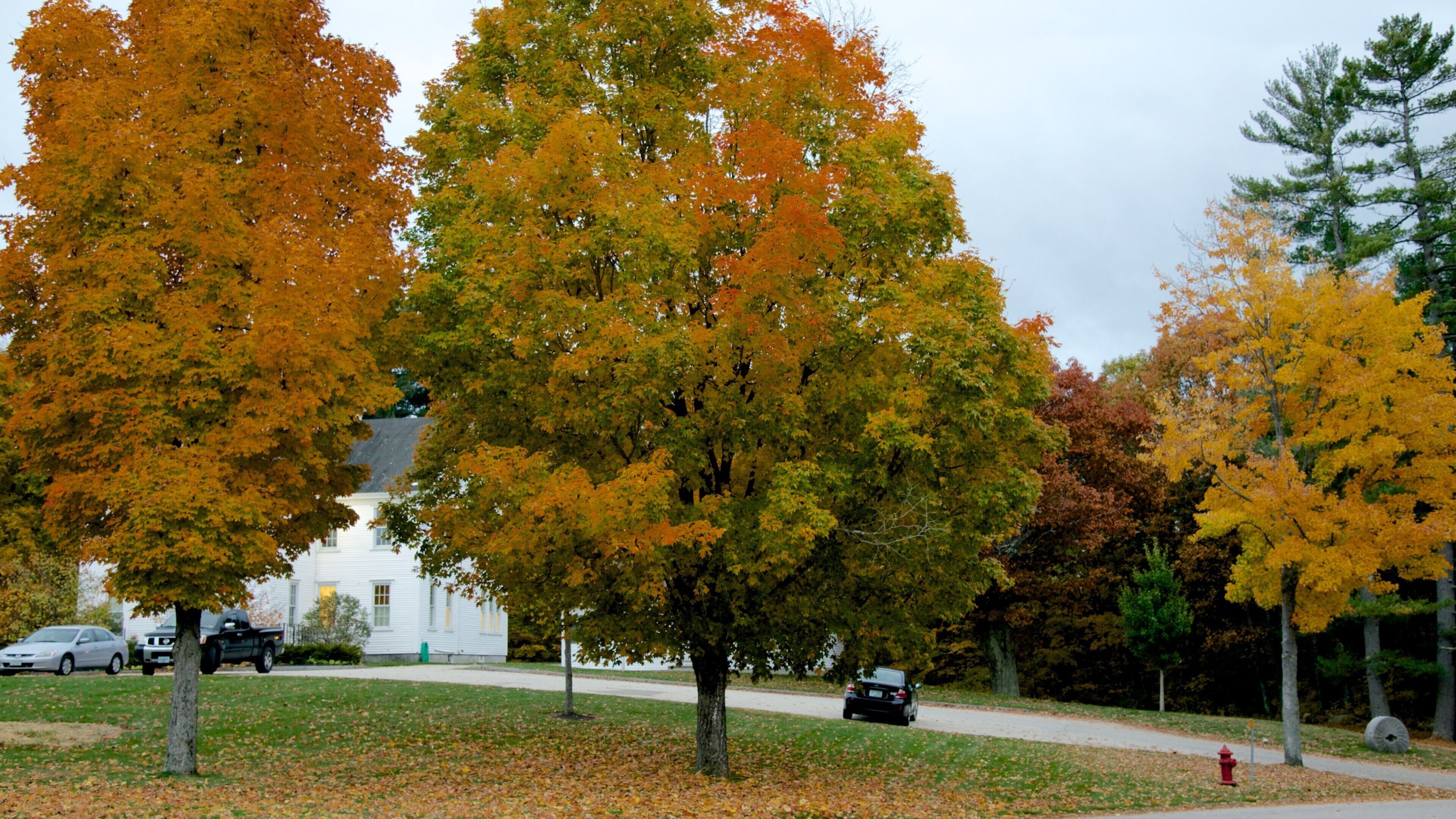 Hancock que incluye hojas de otoño