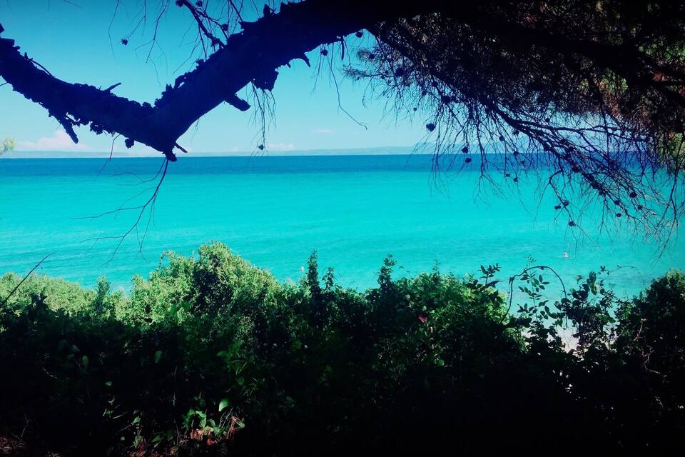 Une mer turquoise, avec une branche d’arbre se détachant sur le ciel.