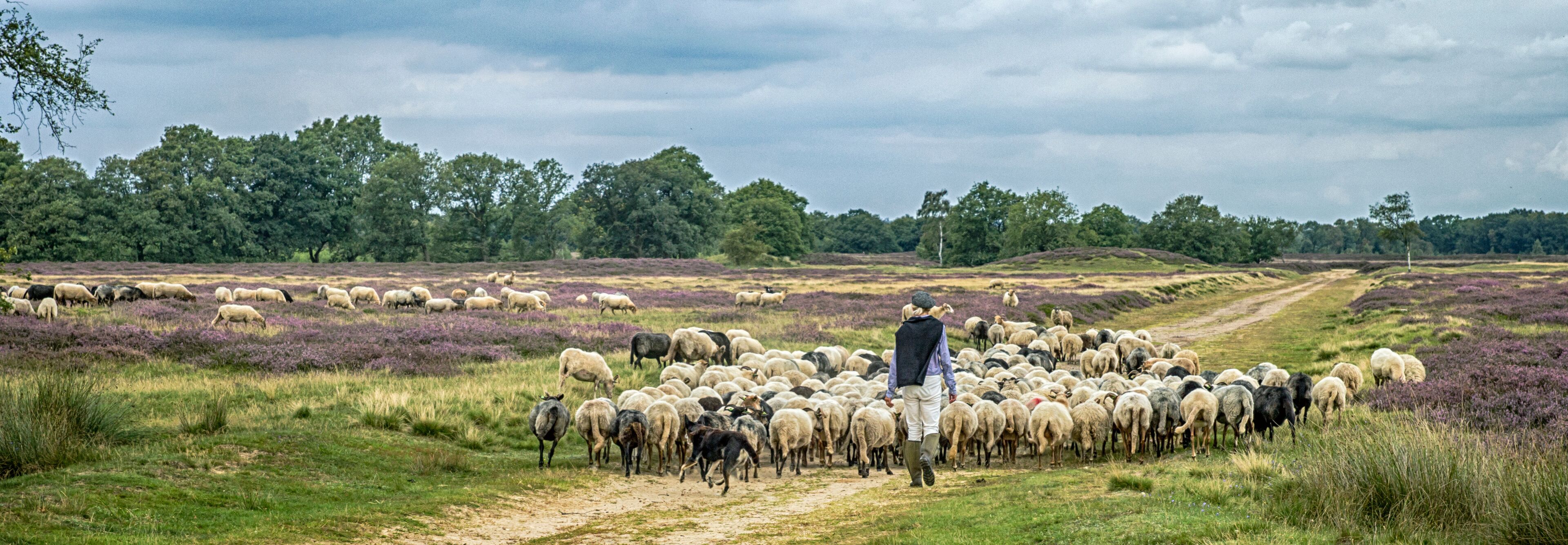 A shepherd herding sheep in a field with purple heather and trees in the background.