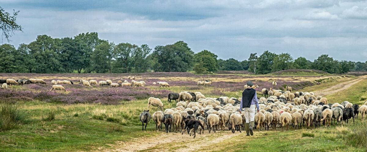 A shepherd herding sheep in a field with purple heather and trees in the background.