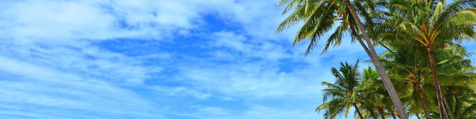 A beach with palm trees and a clear sky.