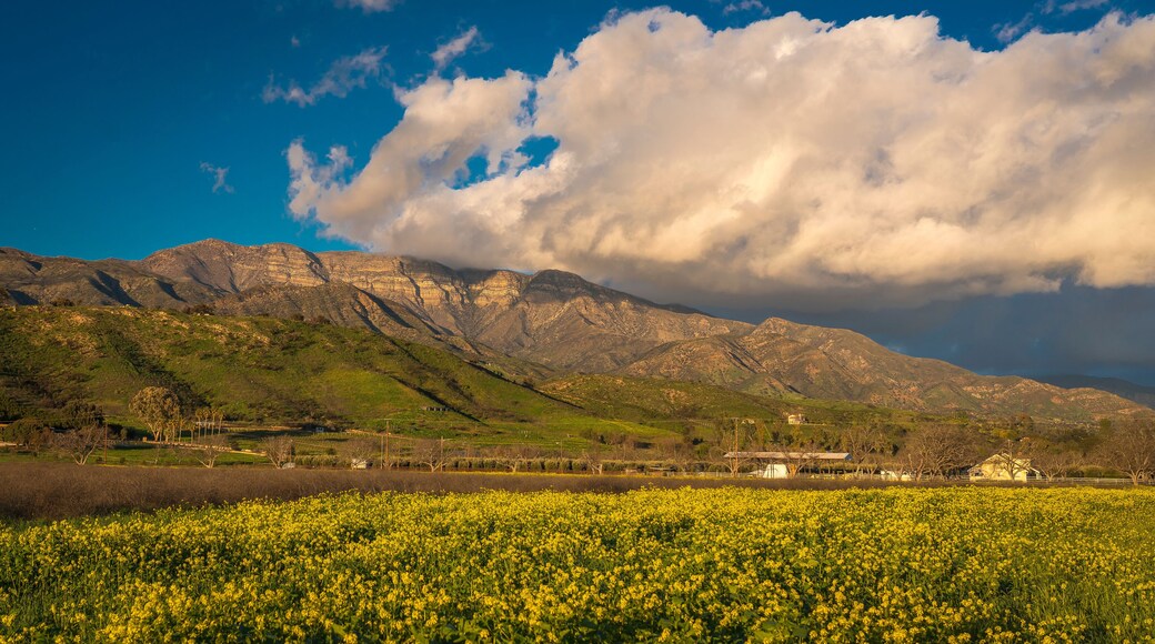 グリーンフィールド