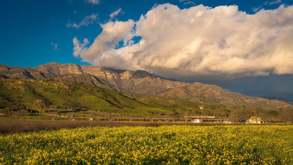 A field of yellow flowers, a mountain range, and a cloudy sky.