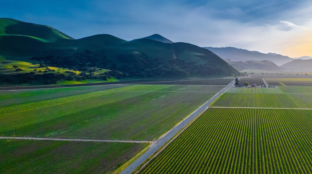 グリーンフィールド