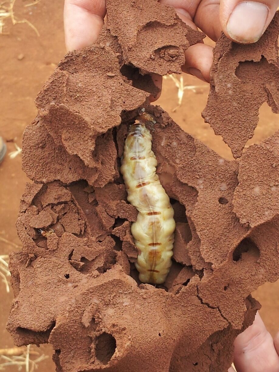 In this part of the world this is the most feared animal. It destroys crop. 